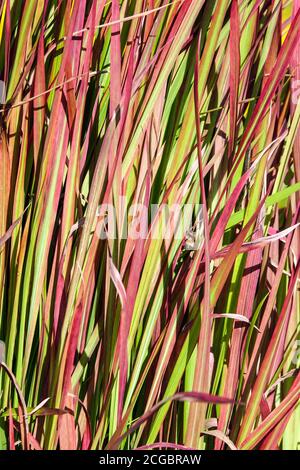 Imperata cylindrica 'Red Baron' Japanisches Blutgras Stockfoto