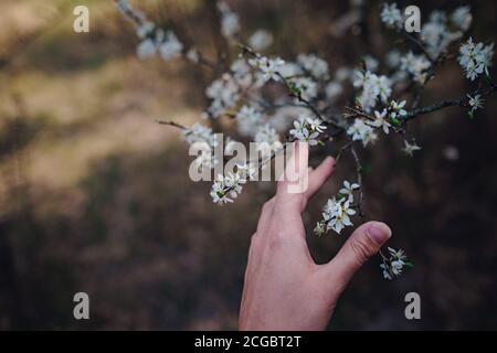 Mädchen hält einen Zweig blühende Aprikosen in den Händen. Nahaufnahme von schönen weiblichen Händen mit einem Zweig der blühenden Obstbaum. Zarten Frühling Stockfoto