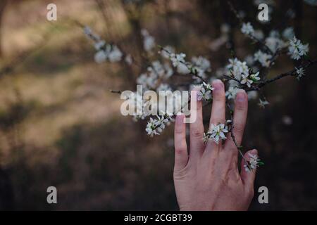 Mädchen hält einen Zweig blühende Aprikosen in den Händen. Nahaufnahme von schönen weiblichen Händen mit einem Zweig der blühenden Obstbaum. Zarten Frühling Stockfoto