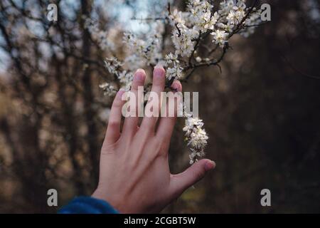 Mädchen hält einen Zweig blühende Aprikosen in den Händen. Nahaufnahme von schönen weiblichen Händen mit einem Zweig der blühenden Obstbaum. Zarten Frühling Stockfoto