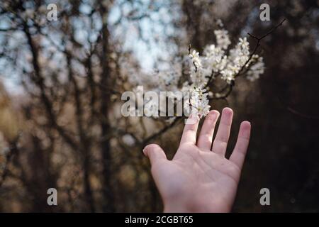 Mädchen hält einen Zweig blühende Aprikosen in den Händen. Nahaufnahme von schönen weiblichen Händen mit einem Zweig der blühenden Obstbaum. Zarten Frühling Stockfoto