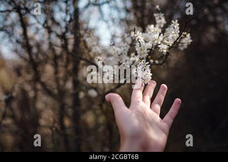 Mädchen hält einen Zweig blühende Aprikosen in den Händen. Nahaufnahme von schönen weiblichen Händen mit einem Zweig der blühenden Obstbaum. Zarten Frühling Stockfoto