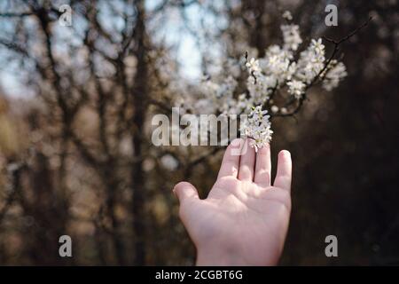 Mädchen hält einen Zweig blühende Aprikosen in den Händen. Nahaufnahme von schönen weiblichen Händen mit einem Zweig der blühenden Obstbaum. Zarten Frühling Stockfoto