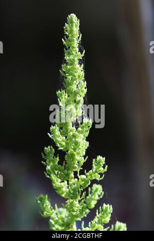 Traubenkraut Stockfoto