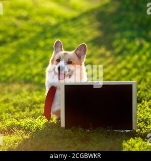 Quadratisches Porträt mit glücklichem roten Corgi Hund Welpen im Stehen Das grüne Gras hinter einer leeren schwarzen Schulkreide Ein sonniger Tag Stockfoto