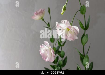 Zarte Blüten von rosa eustoma vor dem Hintergrund einer grauen Betonwand. Hochzeitsblumen. Selektiver Fokus. Nahaufnahme. Speicherplatz kopieren. Stockfoto