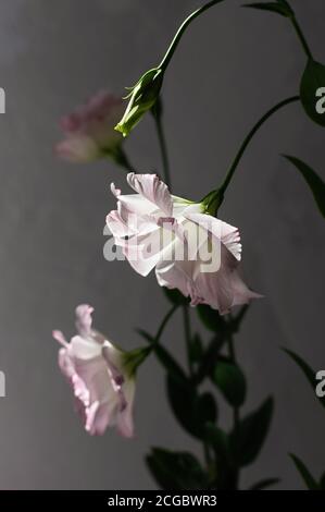 Zarte Blüten von rosa eustoma vor dem Hintergrund einer grauen Betonwand. Selektiver Fokus. Nahaufnahme. Vertikales Zuschneiden. Stockfoto