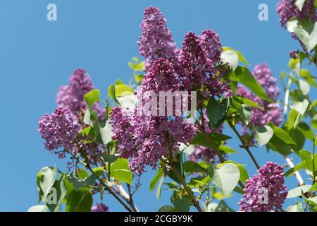 Blühender Zweig des Flieders gewöhnlich (lat. Syrínga vulgáris) auf einem Hintergrund von blauem wolkenlosem Himmel. Stockfoto