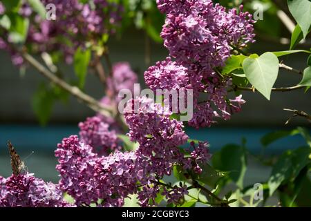 Blühender Zweig des Flieders gewöhnlich (lat. Syrínga vulgáris) auf dem Hintergrund eines Dorfhauses im Frühjahr. Stockfoto