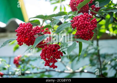 Ein Zweig Holunderrot (Sambucus racemosa) mit reifen Beeren auf dem Hintergrund eines Holzzauns im Dorf im Sommer. Stockfoto