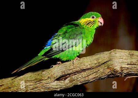 ROT-FLANKIERT LORIKEET CHARMOSYNA PLACENTIS, WEIBLICH AUF AST STEHEND Stockfoto