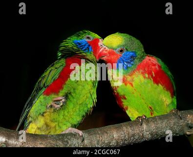 ROT-flankiert LORIKEET Charmosyna Placentis, Männchen SUR UNE BRANCHE Stockfoto