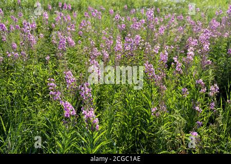 Die Pflanze Iwan-Tee oder Zypern schmal-blättrig oder Koporskaja der Tee (Lateinisches Chamaenergy angustifolium oder Epilobium angustifolium) Blüht reichlich mit rosa f Stockfoto