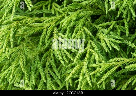 Cryptomeria japonica 'Spiralis'. Nahaufnahme der Zweige, die mit der dichten Masse der schmalen, verdrehten Spiralen der grünen Nadeln bedeckt sind. Stockfoto