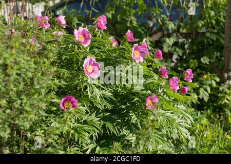 Großer Busch einer wilden rosa einfachen Pfingstrose der Maryinwurzel (lat. Paeonia anomala) blüht im Garten. Stockfoto