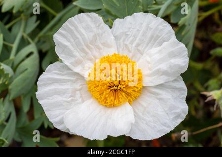 Nahaufnahme einer einzigen weißen Blume von Romneya coulteri (Coulter's Matilija Mohn; California Tree Mohn; California Mohn). Stockfoto