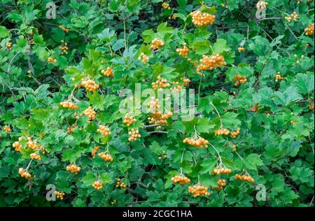 Gruppen von hängenden gelben Beeren der gelb-fruchtigen Guelder Rose, Viburnum opulus 'Xanthocarpum', im Herbst mit grünen Blättern unterlegt. Stockfoto