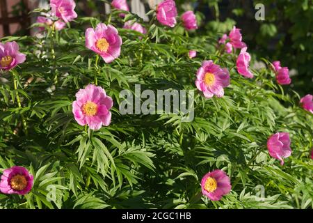 Bush einer wilden rosa einfachen Pfingstrose der Maryinwurzel (lat. Paeonia anomala) blüht im Garten. Stockfoto