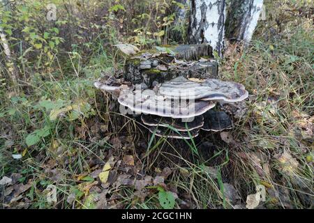 Pilzparasit Zunder-Pilz flach (Ganoderma applanatum) wächst auf einem alten Stumpf zwischen abgefallenen Blättern im Herbstwald. Stockfoto