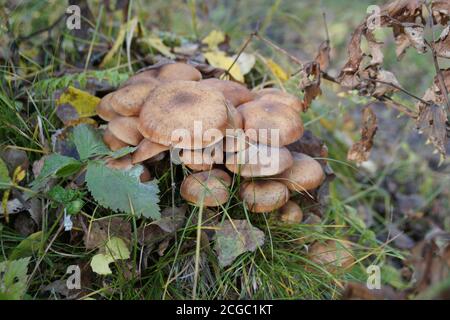 Eine Gruppe von Pilzen Nördlicher Honig-Agarer (Armillaria borealis) wächst auf einem Stumpf zwischen Gras im Herbstwald. Stockfoto