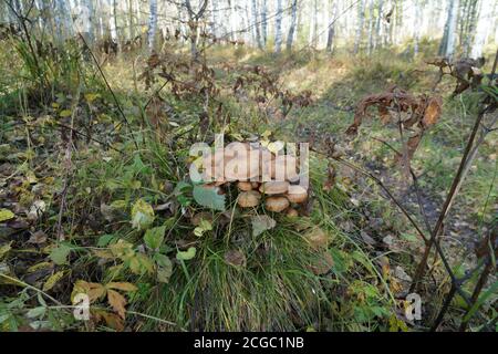 Pilzgruppe der nördliche Honig-Agarer (Armillaria borealis) wächst auf einem Stumpf zwischen Gras im Herbstwald. Stockfoto