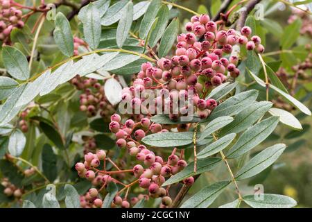 Nahaufnahme von Trauben von kleinen rosa Beeren der Eberesche, Sorbus pseudohupehensis 'Pink Pagoda', zwischen grünen Blättern, bedeckt mit Morgentau. Stockfoto