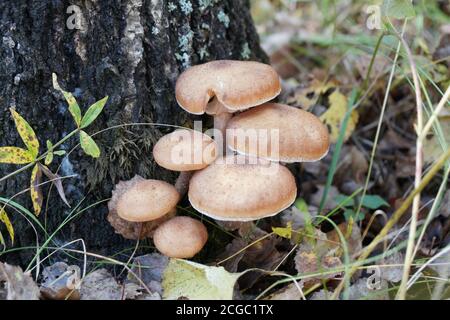 Eine Gruppe von Pilzen der nördliche Honig-Agaric (Armillaria borealis) wächst auf einer Birke unter den abgefallenen Blättern im Herbstwald. Stockfoto
