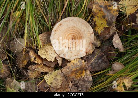 Boden Rosa Pilz (Lactarius torminosus) wächst im Gras unter gefallenen Blättern im Herbstwald. Stockfoto