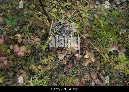 Pilzparasit des Zunder-Pilzes (Trametes versicolor) wächst auf einem Birkenstumpf im Herbstwald. Stockfoto