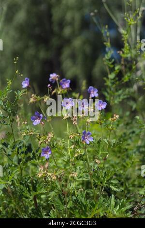 Blumen der Wiese Cranesbill {Geranium pratense} blühen auf einer grünen Wiese im Wald. Stockfoto