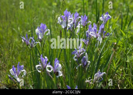 Buschblühende Blaue Flagge oder Sibirische Iris (Latein Iris sibirica) wächst auf einer grünen Wiese. Stockfoto