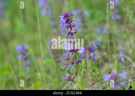 Heilkraut des Laubsalbei (lateinischer Salvia officinalis) wächst auf einer grünen Wiese. Stockfoto