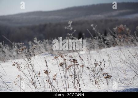 Die getrockneten Wiesengarben-Blüten sind in einer Schneewehe vor der Kulisse von Waldbergen mit Eiskristallen bedeckt. Stockfoto