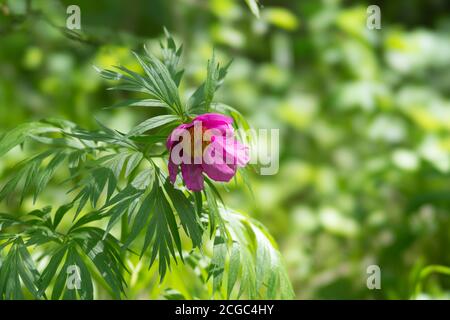 Wildwachsende rosafarbene einfache Pfingstrose 'Aryinwurzel' (Paeonia anomala) blüht im Wald. Stockfoto