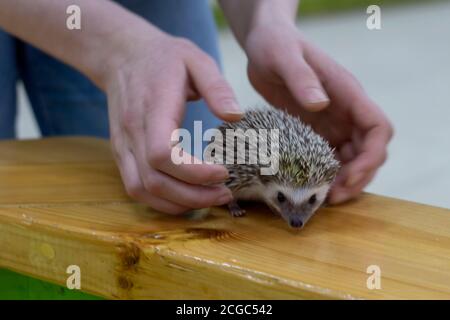 Kleiner Igel in den Händen. Igelmann hält. Im Rahmen des Gesichts und der Hände. Stockfoto