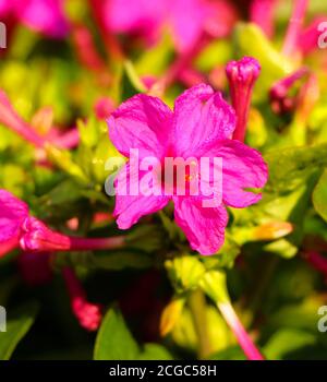 Mirabilis jalapa vier Uhr Blume Stockfoto