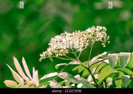 Blumen der gemeinen Gebirgsasche auf Ästen. Grüner, radialer Hintergrund verwischen. Stockfoto