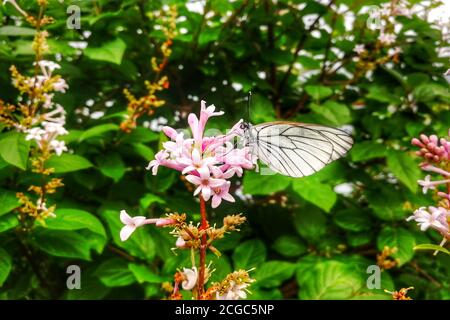 Eine Fliederblume. Blick von vorne. Vertikale Aufnahme. Stockfoto