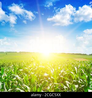 Sonnenaufgang über Sommer Maisfeld. Stockfoto