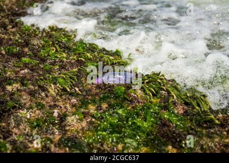 Beachter Kriegsmann, der von der Flut am Ufer von Recife, Brasilien, verlassen wurde Stockfoto