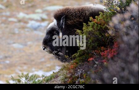 Eurasischer eichelhäher (Garrulus glandarius) in Herbstfarben Stockfoto