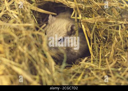 Der Hamster sitzt zwischen dem Stroh Stockfoto