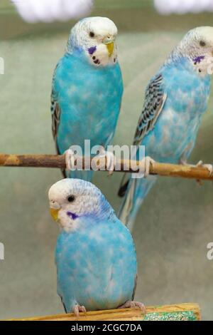 Drei wellige blaue Papageien. Vogelgruppe. Vertikale Aufnahme. Stockfoto