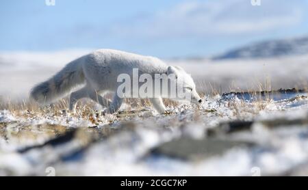 Arktischer Fuchsjunge (Vulpes lagopus) mit weißem Fell, das im Herbstschnee im frostigen Dovre-Gebirge, Norwegen, auf der Otside Höhle spielt Stockfoto