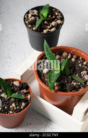 Selektiver Fokus, kleine Sprossen der Aloe Vera Pflanze in Töpfen auf einem Lichttisch Stockfoto