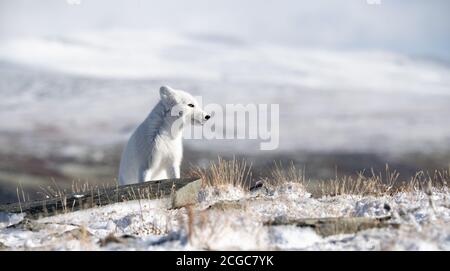 Arktischer Fuchsjunge (Vulpes lagopus) mit weißem Fell, das im Herbstschnee im frostigen Dovre-Gebirge, Norwegen, auf der Otside Höhle spielt Stockfoto