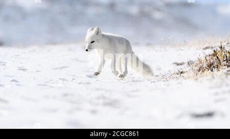 Arktischer Fuchsjunge (Vulpes lagopus) mit weißem Fell, das im Herbstschnee im frostigen Dovre-Gebirge, Norwegen, auf der Otside Höhle spielt Stockfoto