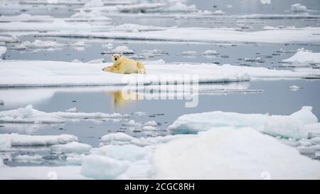 Klimawandel in der Arktis: Männlicher Eisbär (Ursus maritimus), der auf schmelzender Eiskappe ruht, Spitzbergen, Norwegen Stockfoto