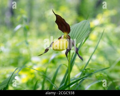 Spezieswild gelbe Orchidee Lady's Slipper Real (Cypripedium calceolus) auf einer Waldwiese. Stockfoto