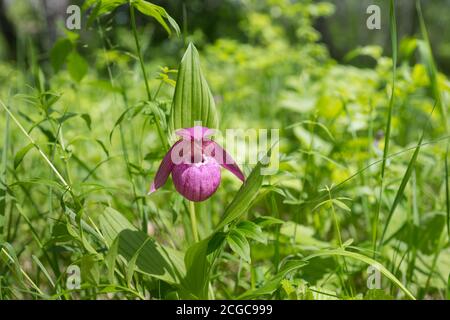 Seltene Wildorchidee grandiflora Lady's Slipper (Cypripedium macranthos) in einem grünen Waldgras an einem sonnigen Tag. Stockfoto